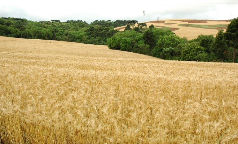 Expectativa é de redução de até 30% da área de trigo no RS