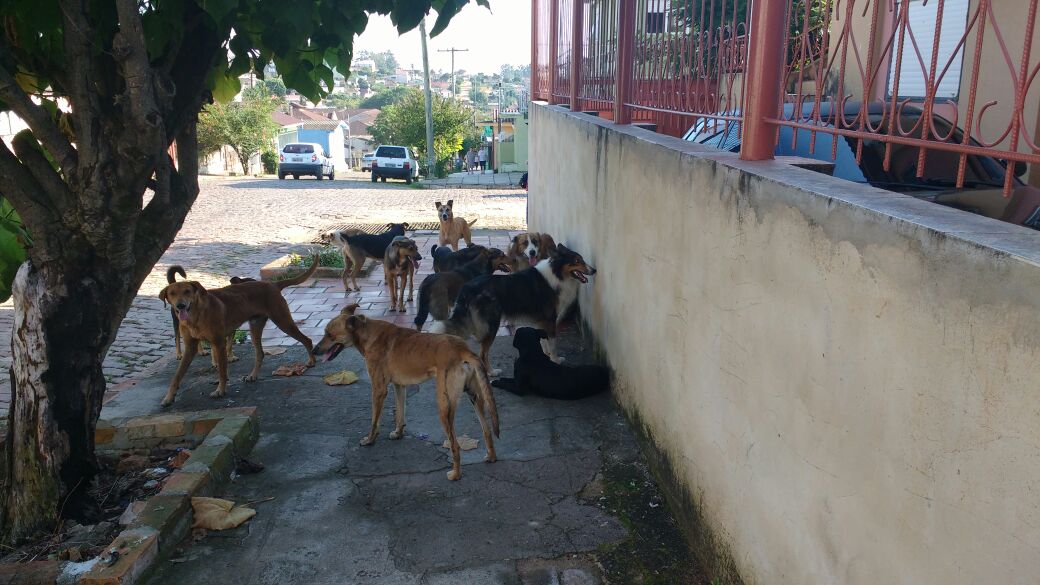 caes cachorros cio cadela (2)