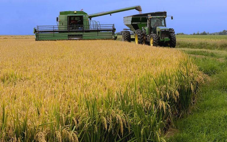 Produtores de São Sepé já colheram 88% da área de arroz
