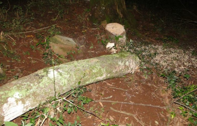 Idoso morre após ser atingido por árvore no interior de Jaguari