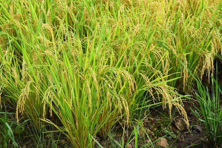 São Sepé alcança 95% da área de arroz colhida