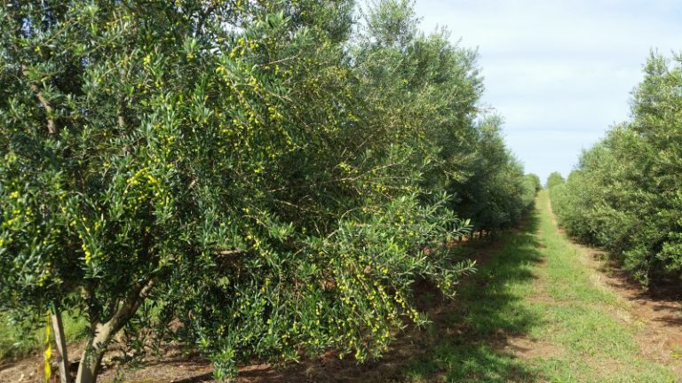 Clima favorece o plantio de oliveiras em São Sepé