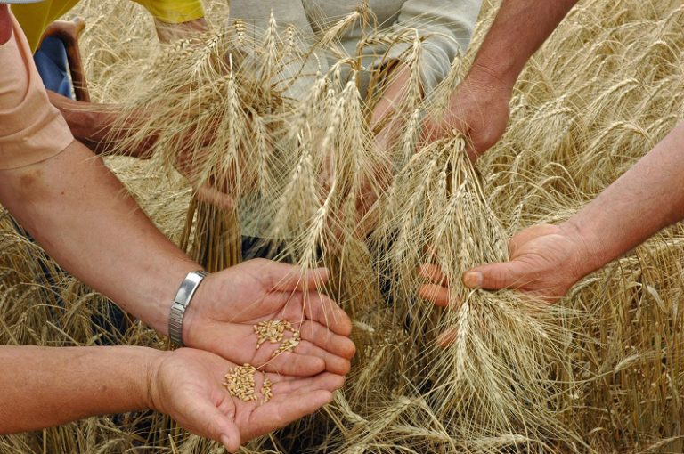 Emater/RS-Ascar estima redução de área e aumento da produtividade do trigo