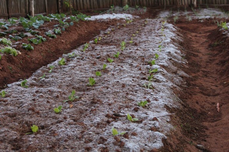 São Sepé amanheceu congelante neste sábado