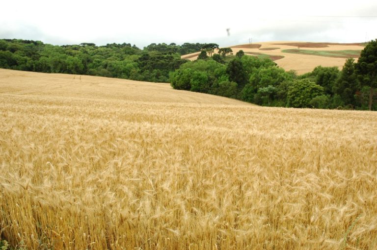 Alta no preço do trigo faz produtores buscarem sementes para ampliar área