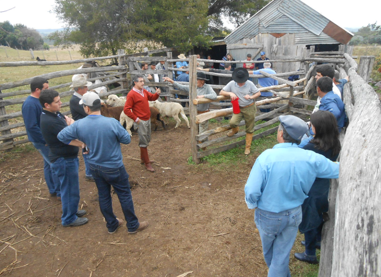 Produtores de São Sepé participam de reunião técnica sobre ovinocultura