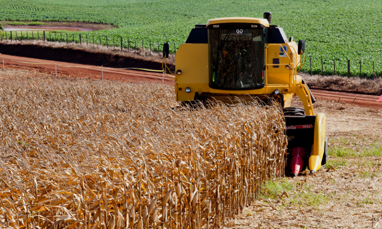 Investimento na lavoura de milho aumenta procura pelo seguro rural