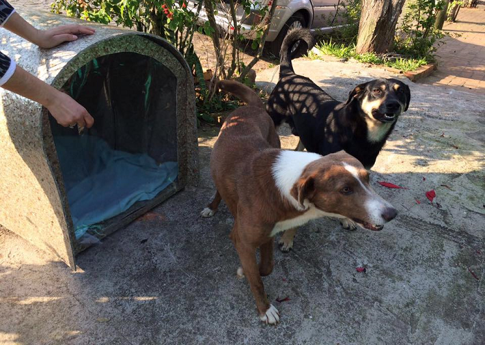 Primeiras casinhas que abrigam cães de rua são colocadas em bairros de São Sepé
