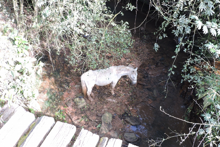 Moradores se mobilizam para resgatar cavalo que caiu em arroio de Cachoeira do Sul