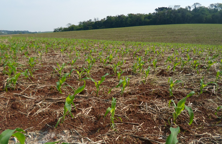Agricultores aproveitam boas condições do clima para avançar plantio do milho