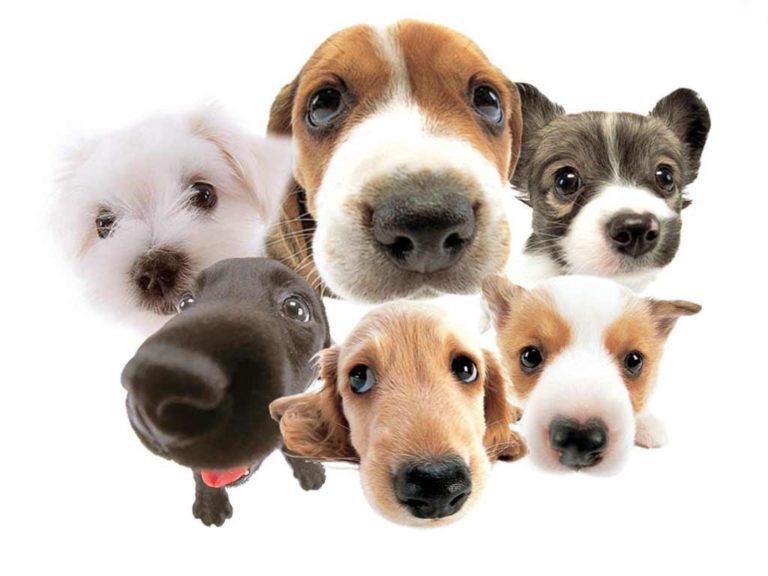 São Sepé tem Feira de Adoção de Cães nesta sexta-feira