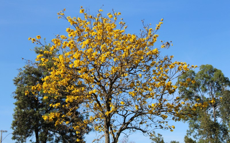 Primavera começou cheia de cores em São Sepé