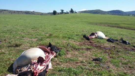 Vacas prenhes são abatidas às margens da BR-153, em Caçapava do Sul