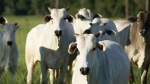 660_2500_1_14478_7713_8207