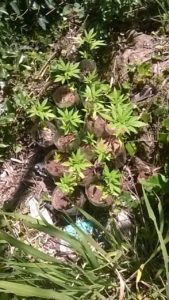 pes maconha