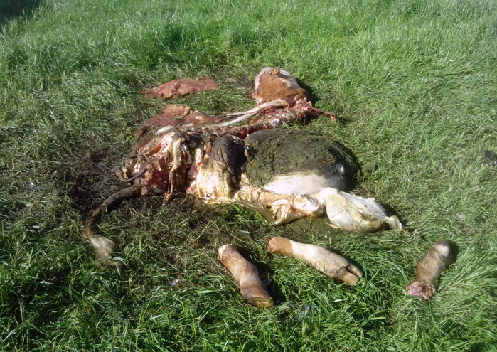 abigeato-setembro-2016