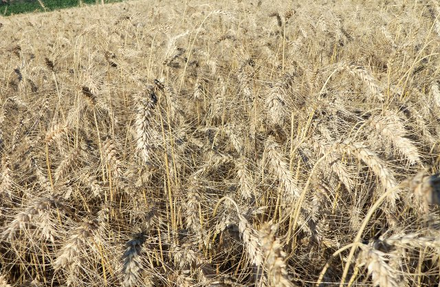 Em plena colheita, chuvas podem comprometer qualidade do trigo