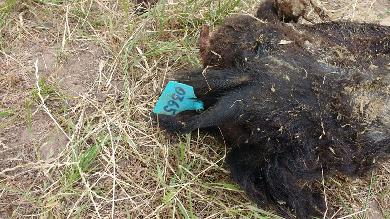 abigeato-outubro-2016