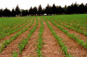 Foto: divulgação/ Kátia Marcon