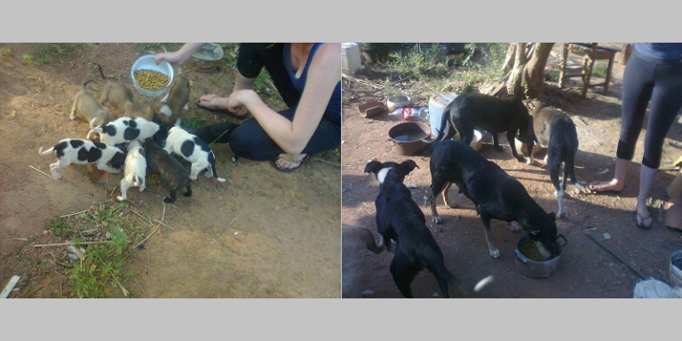 Moradores encontram mais de 30 cães abandonados em bairro de São Sepé