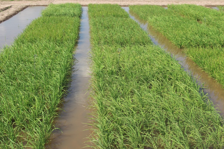 São Sepé atinge 76% da área de arroz semeada