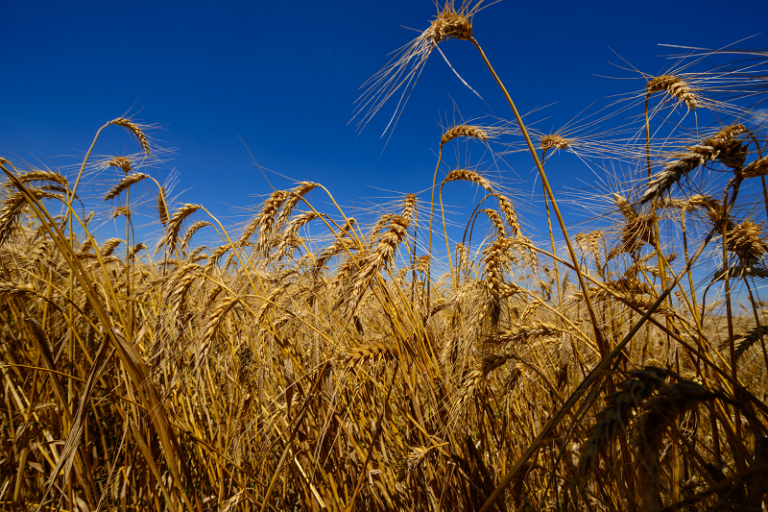 Produtores poderão renegociar dívidas do custeio do trigo