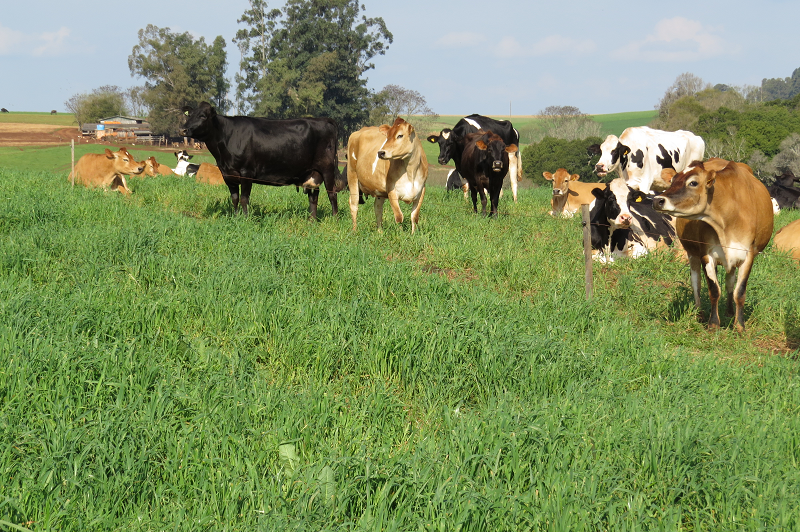 Foto: divulgação/Emater