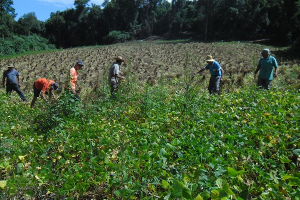 Inicia colheita do feijão no Rio Grande do Sul