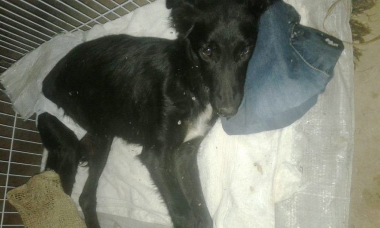 Cachorros morrem com suspeita de envenenamento no Bairro Hípica, em São Sepé