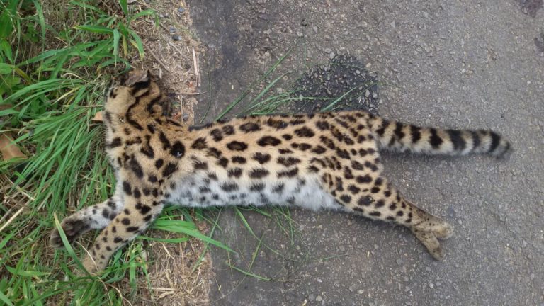 Leitores flagram “jaguatirica” morta às margens da BR-392, em São Sepé