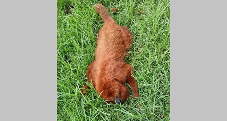 Moradores encontram bugio debilitado no interior de São Sepé