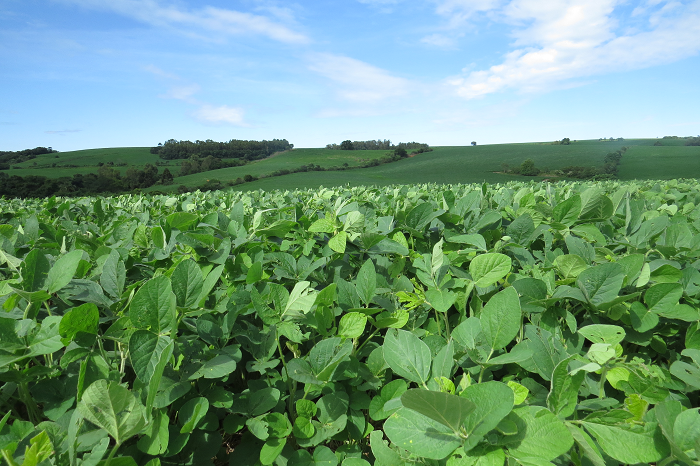 Clima favorece bom desenvolvimento vegetativo nas lavouras de soja