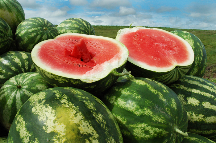 Produção de melancia no Rio Grande do Sul está em fase de colheita
