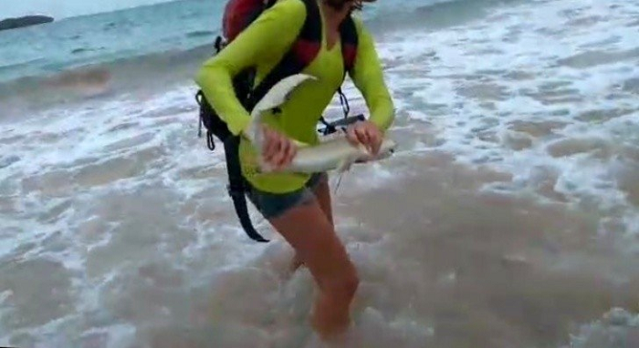 Turistas que tiraram tubarão da água para foto são multados