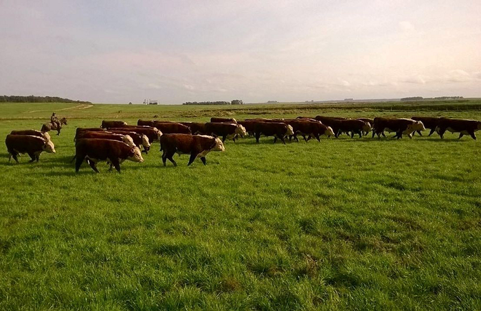 Altas temperaturas aumentam incidência de carrapatos nos bovinos