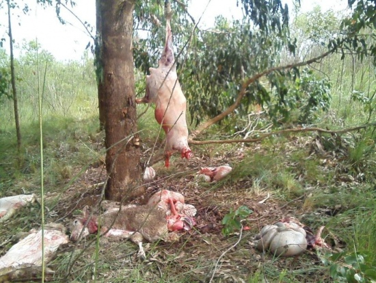 Criminosos carneiam ovelhas no interior de Caçapava do Sul