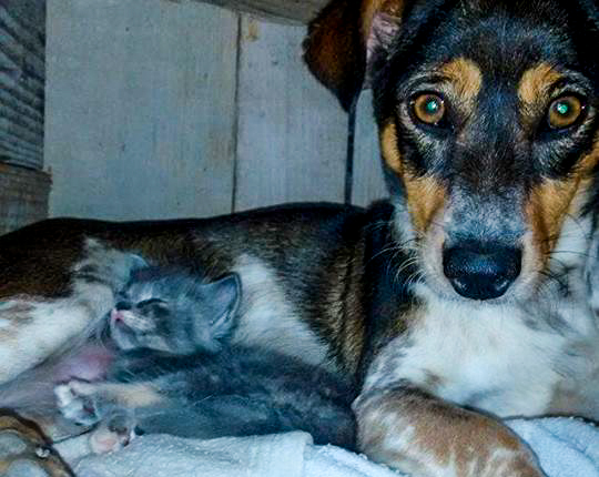 Cadela “adota” e amamenta filhote de gato em São Sepé