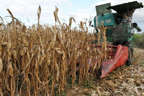 Colheita do milho chega aos 50% das lavouras no RS