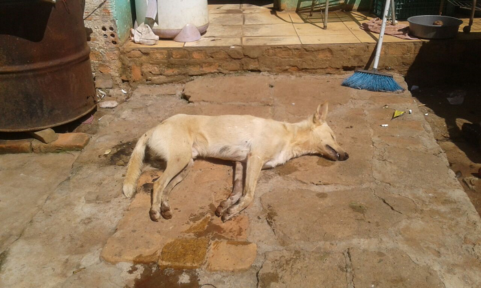 Três cães e um gato morrem envenenados em bairro de São Sepé