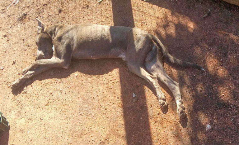 Cachorros morrem após suspeita de envenenamento no Bairro Lili
