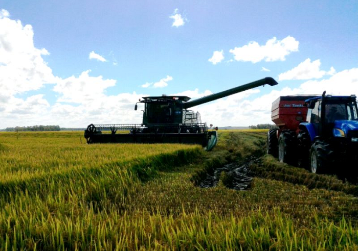Colheita do arroz atinge 97% em São Sepé