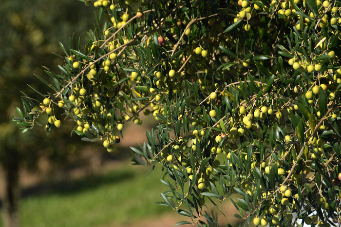Abertura da colheita da oliva será em março