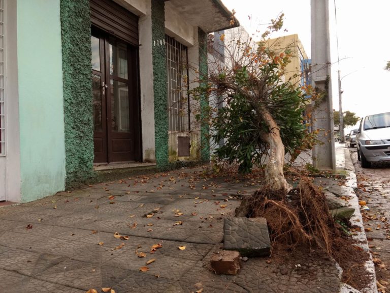 Em marcha à ré, condutor acerta e derruba árvore em rua central de São Sepé