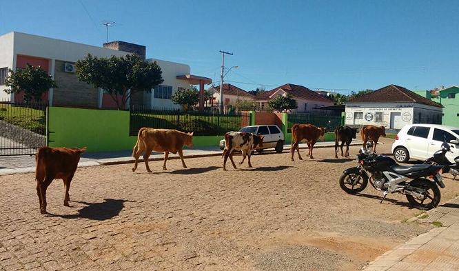 Animais soltos oferecem risco para motoristas nas ruas de São Sepé