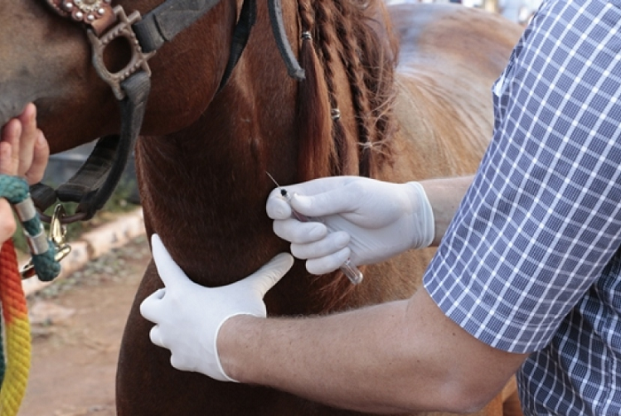 Cavalo com anemia infecciosa será sacrificado em Cachoeira do Sul