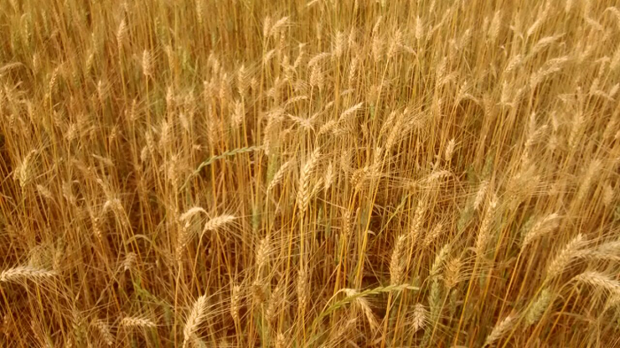Inicia colheita de trigo no Rio Grande do Sul