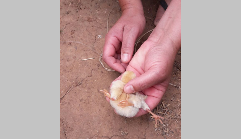 Pinto nasce com três patas no interior de São Sepé