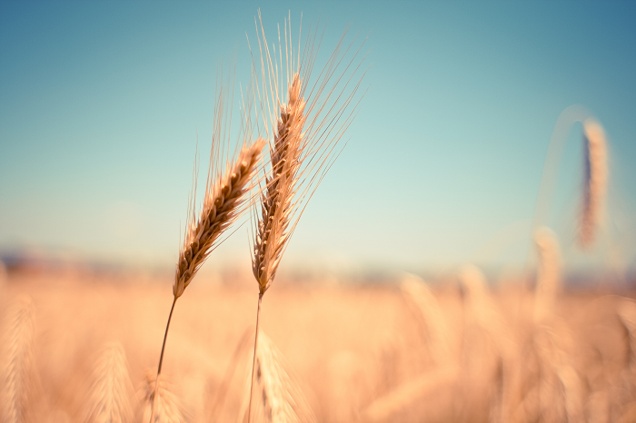 Colheita do trigo atinge 78% da área plantada no RS