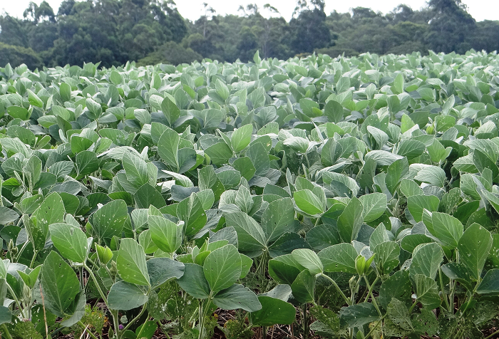 Chuva do último final de semana beneficiou desenvolvimento da soja e milho no RS