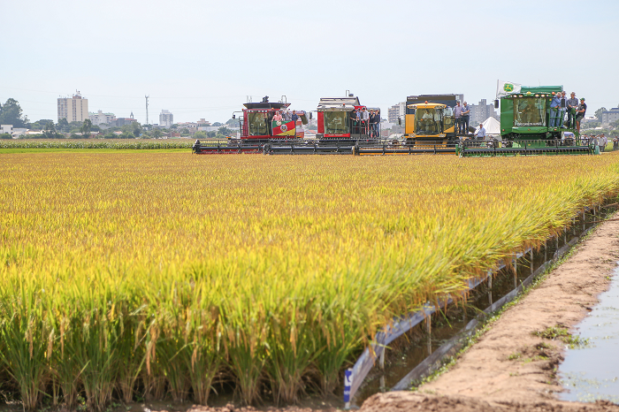 Custos e preços preocupam produtores de arroz para a colheita